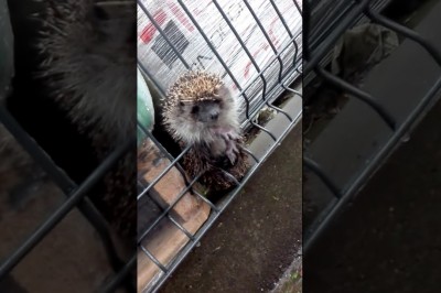 Codzienna porcja ciekawych i zabawnych filmików #106