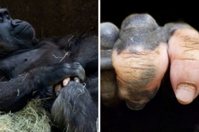 18 zwierząt posiadających unikalne cechy. Nie są perfekcyjne ale są piękne