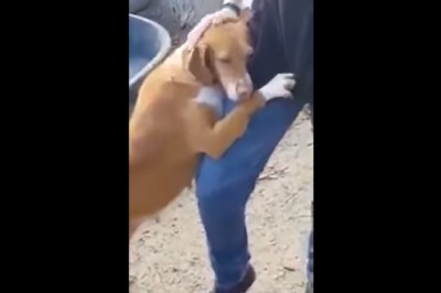 Przyszedł zrobić reportaż. Do domu wrócił z pieskiem