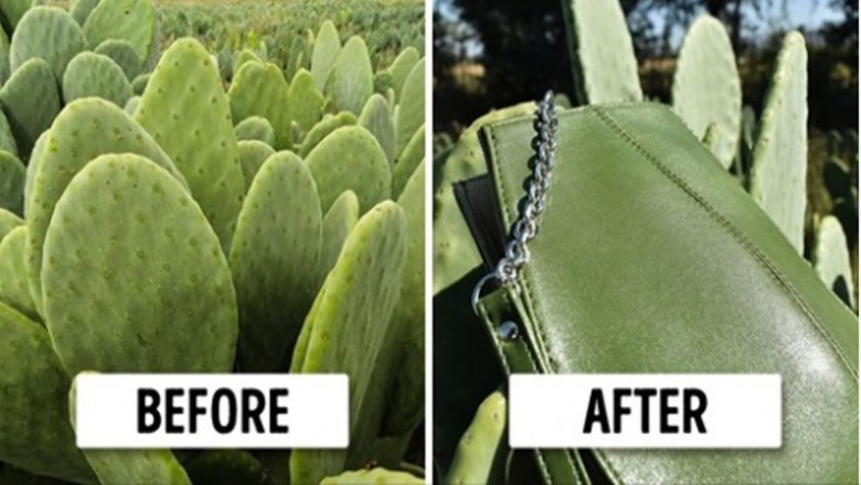 Wykorzystali kaktusa do tworzenia wegańskiej skóry, która idealnie zastąpi zwierzęcą
