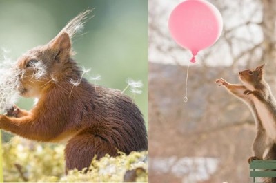 Przez 6 lat fotografował rodzinę wiewiórek w moim ogródku. Pokazał najlepsze ujęcia