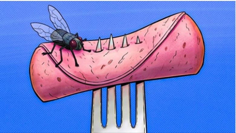 Oto co może się stać gdy mucha wyląduje na twoim jedzeniu