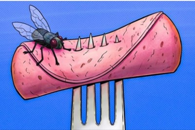 Oto co może się stać gdy mucha wyląduje na twoim jedzeniu