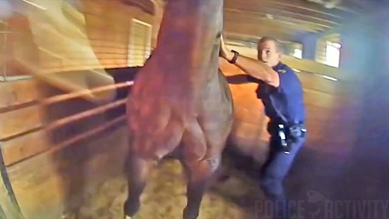 Policjant ratuje konia z płonącej stajni. Nagranie z policyjnej kamery 