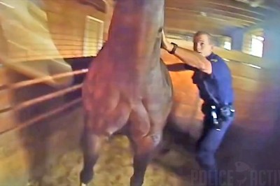 Policjant ratuje konia z płonącej stajni. Nagranie z policyjnej kamery 