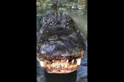 Bardzo bliskie spotkanie z ogromnym aligatorem. Film robi wrażenie