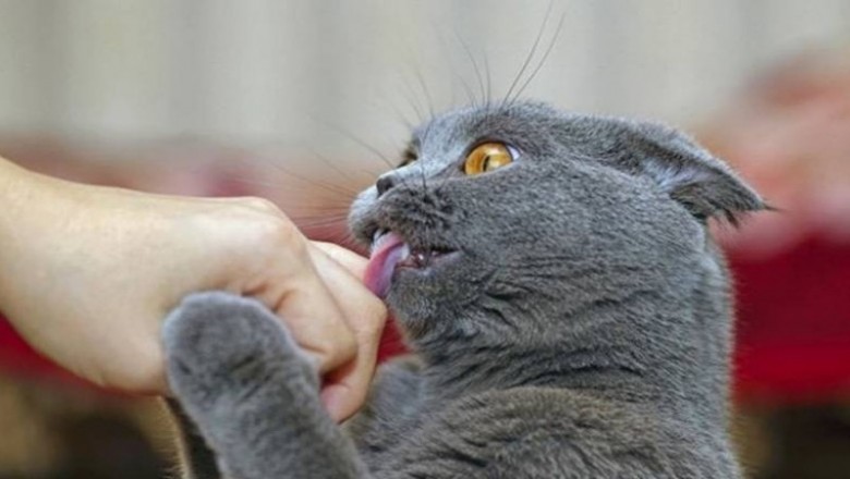 Jeśli kot liże Cię po twarzy lub rękach to chce przekazać konkretną rzecz