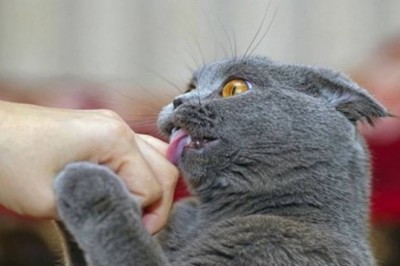 Jeśli kot liże Cię po twarzy lub rękach to chce przekazać konkretną rzecz