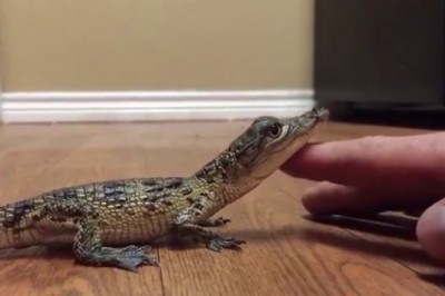 Codzienna porcja ciekawych i zabawnych filmików #167