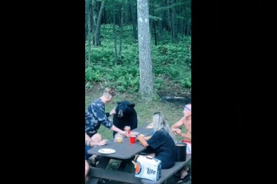 Kiedy siedzisz z rodziną na pikniku i wpada niezapowiedziany gość