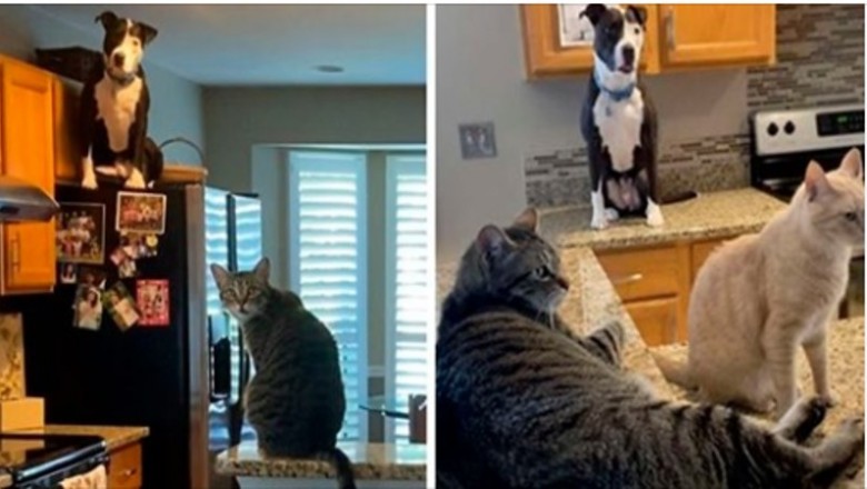 Adoptowany pitbull myśli, że jest kotem, a jego nowa rodzina ma na to dowody