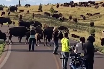 Kiedy brak Ci wyobraźni i wchodzisz między stado bizonów