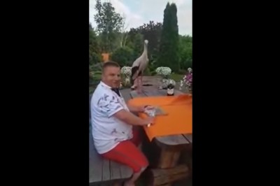 Jak wytresować bociana? Czyli rozrywki Ryśka w sobotni wieczór