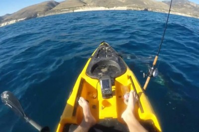 Rekin kontra gość w kajaku. Chciał tylko połowić ryby