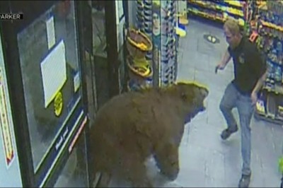 Niedźwiedź wpadł na zakupy na stację benzynową