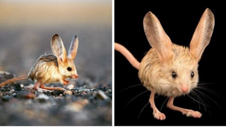 To malutkie zwierzę wygląda jak skrzyżowanie myszy, królika, świnki, i kangura, i jest przy tym przeurocze
