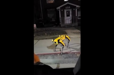 Robo pies przechadza się chodnikiem po osiedlu