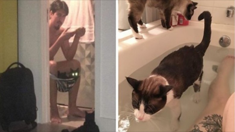 18 kotów, które nic sobie nie robią z prywatności swoich właścicieli