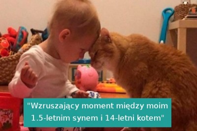 Poruszające zdjęcia starych kotów, które w pełni korzystają z jesieni swojego życia