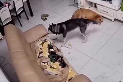 Psy zrobiły sobie imprezę na chacie pod nieobecność właściciela