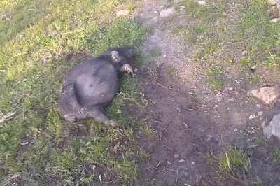 Świnka na bani po zjedzeniu sfermentowanej kukurydzy