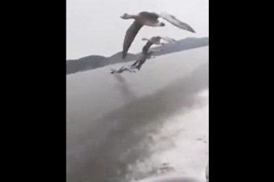 Kiedy płyniesz sobie motorówką na urlopie i masz dodatkowe atrakcje 