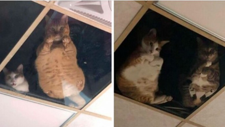 Właściciel sklepu zamontował szklany sufit dla kotów i teraz ciągle go obserwują 