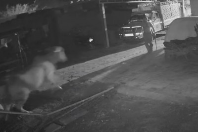 Janusz z kijem kontra lew. Kiedy Twoja krowa potrzebuje pomocy