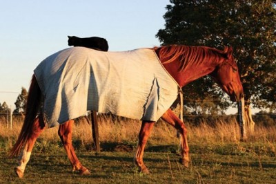 Koń i kot pozostają są przyjaciółmi od siedmiu lat. Te zdjęcia pokazujące ich niezwykłą więź