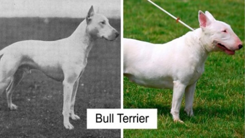Zdjęcia pokazujące jak zmieniły się  rasy psów na przestrzeni ostatnich 100 lat