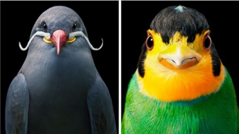 20 uderzających portretów rzadkich i zagrożonych ptaków