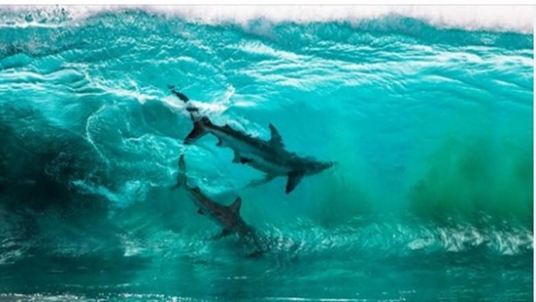 30 najlepszych zdjęć z tegorocznego konkursu fotografii oceanicznej