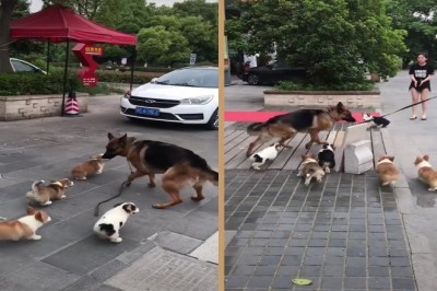 Codzienna porcja ciekawych i zabawnych filmików #260