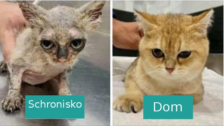16 zdjęć kotów przed i po adopcji, pokazujących siłę miłości i troski