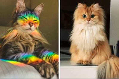 17 kotów, które z powodzeniem mogłyby robić karierę na wybiegu mody