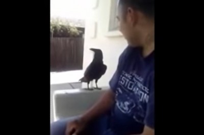 Gadająca wrona przyleciała do gościa z przekazem