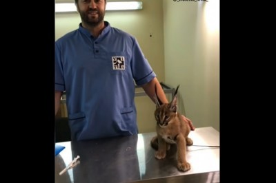 Codzienna porcja ciekawych i zabawnych filmików #263