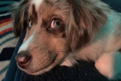 Pochwalili się zdjęciami uśmiechniętych psiaków w ramach smiling dog challenge