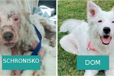 18 zdjęć psów przed i po tym jak znalazły nowy dom