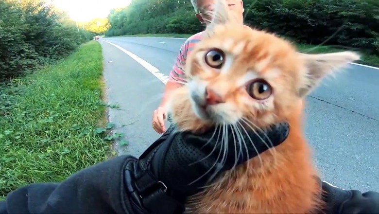 Motocyklista ratuje malutkiego kota siedzącego na środku drogi
