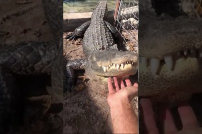 Codzienna porcja ciekawych i zabawnych filmików #282