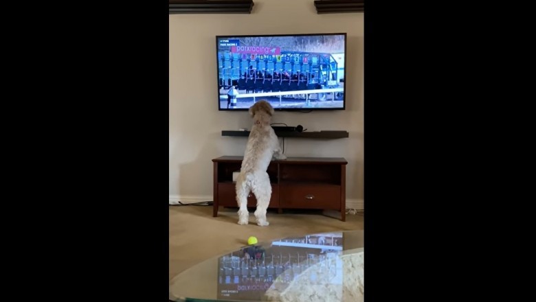 Pies rozwalił system podczas oglądania wyścigów w telewizji 