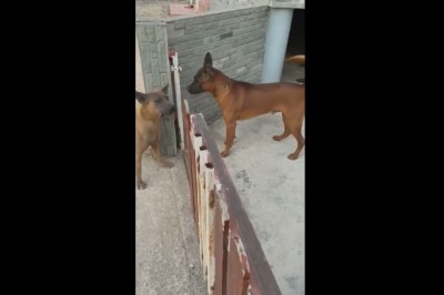 Dyskusja dwóch kozaków w internecie vs spotkanie w realu