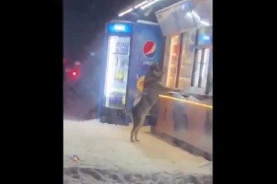 Te człowiek daj żreć. Sprytny pies prosi sprzedawcę o jedzenie 