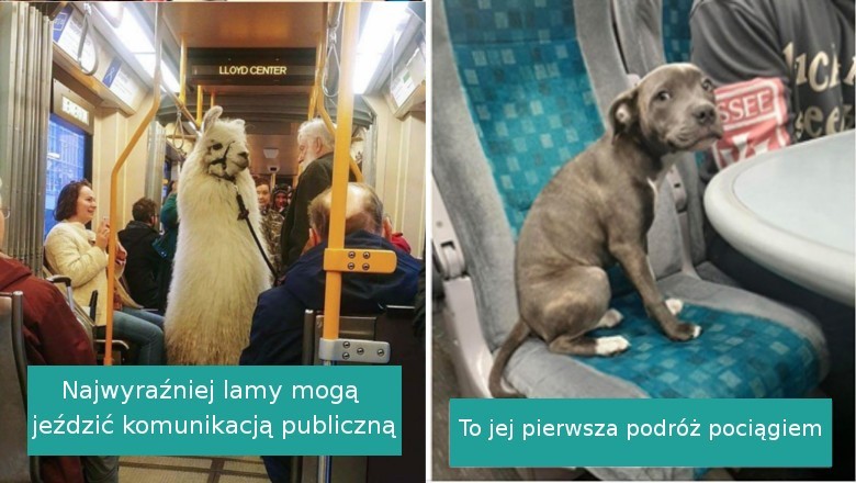 17 zwierząt, które potrafią zachować się podczas podróży lepiej niż wielu ludzi
