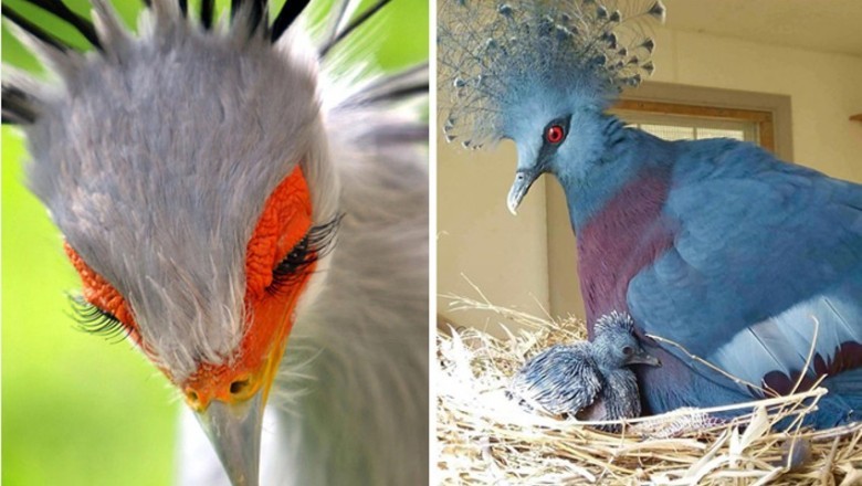 20 niezwykle pięknych ptaków, o których istnieniu mogliście nie słyszeć