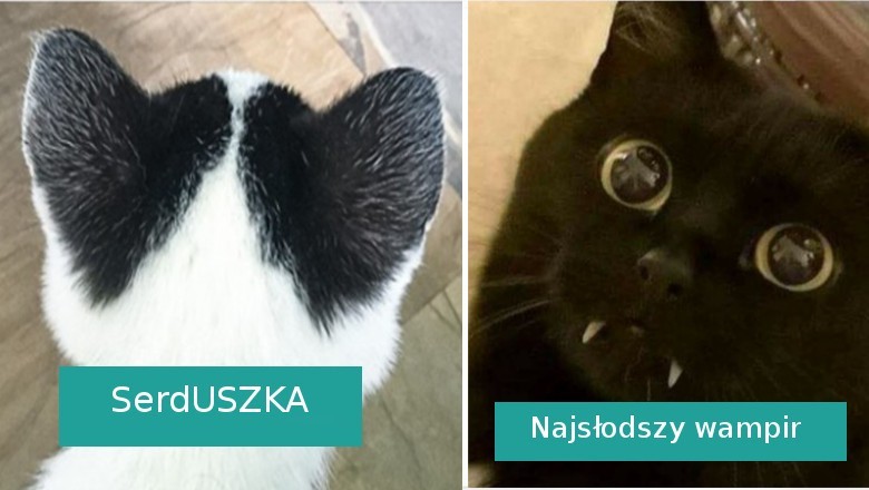 19 zwierzaków będących dowodem, że kreatywność natury nie zna granic