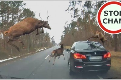 Stado Jeleni kontra BMW. Jeden z nich przeskoczył nad autem 