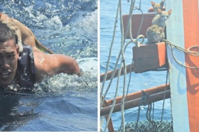 Zobaczył  uwięzione 4 koty na tonącym statku. Bez zastanowienia rzucił się na pomoc 