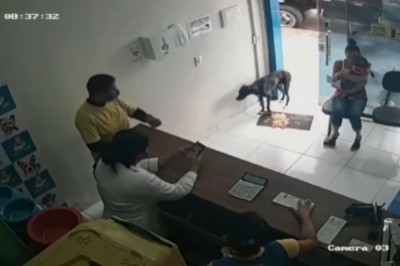 Ranny piesek sam przyszedł po pomoc do weterynarza 